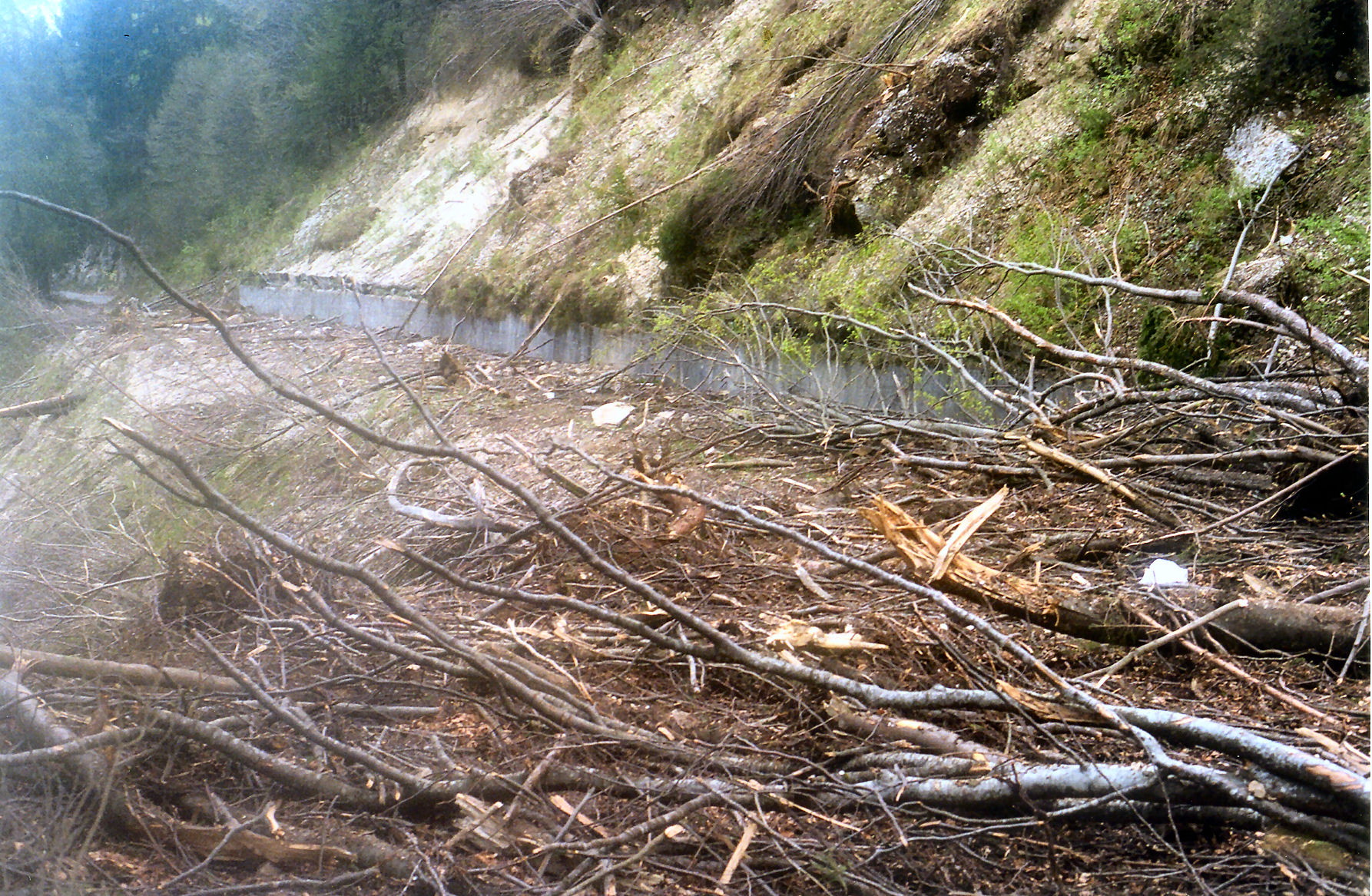 Segni del passaggio di una enorme e devastante valanga sulla Val del Fn, dopo la nevicata del 26-28 gennaio 2006