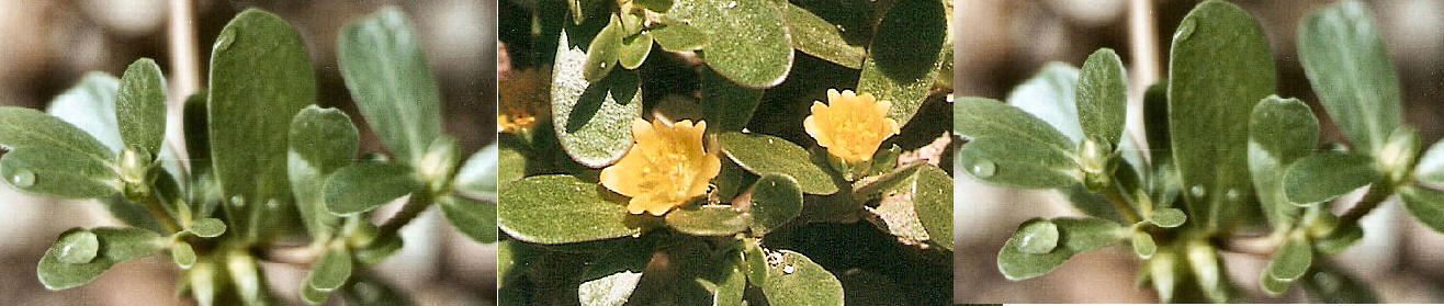 Erba porcellana