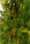 Pianta di Tne