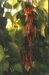 Pianta di fagiolo Lamon