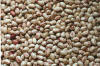 Fagioli Tessera