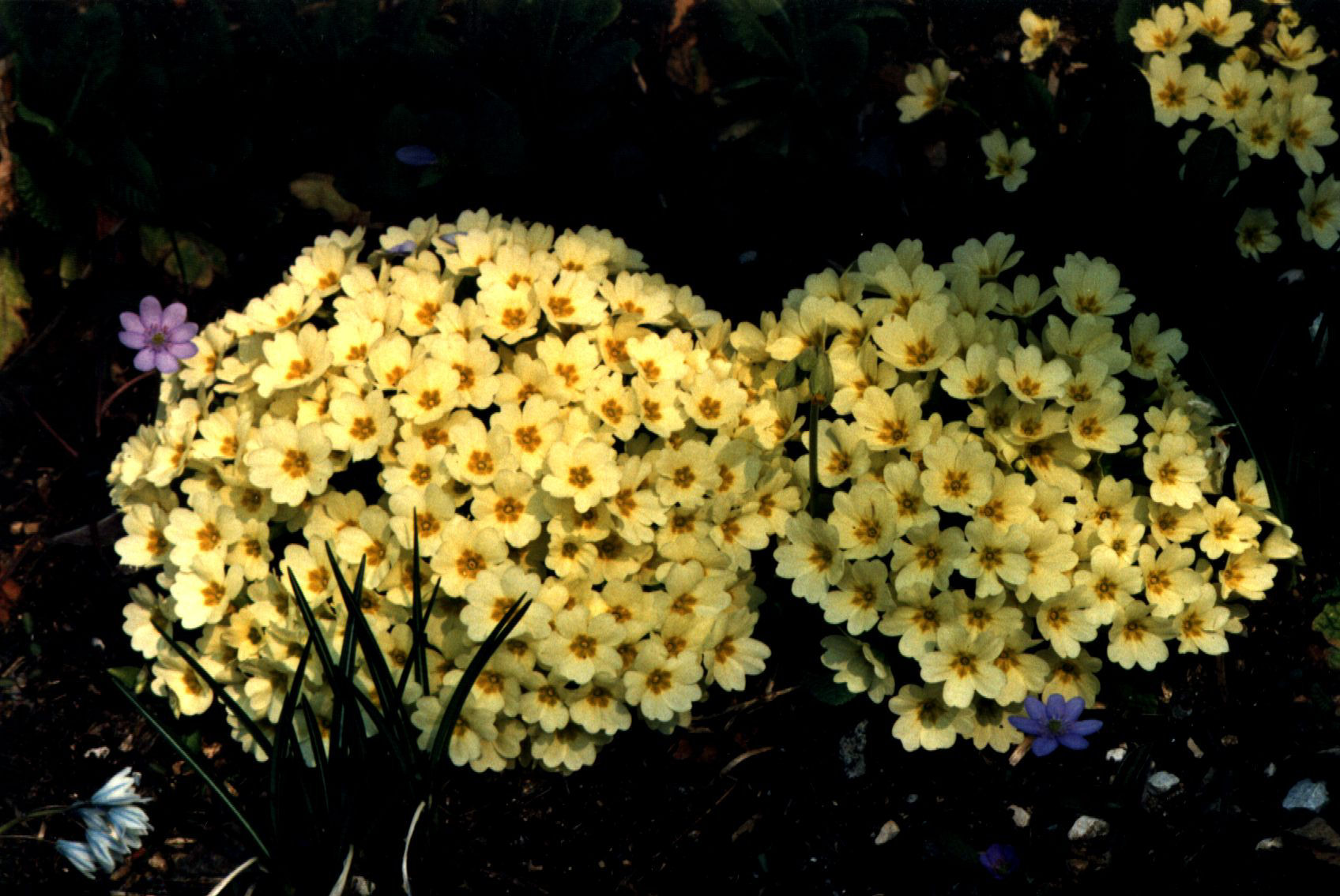 PRIMULA VULGARIS: tra i primi a sbocciare, ancora con la neve