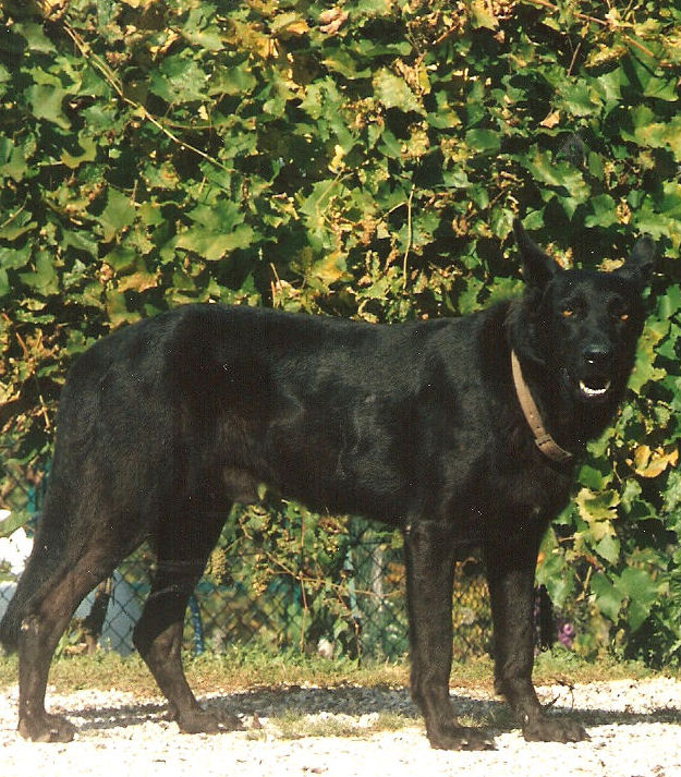 Il grande Dik