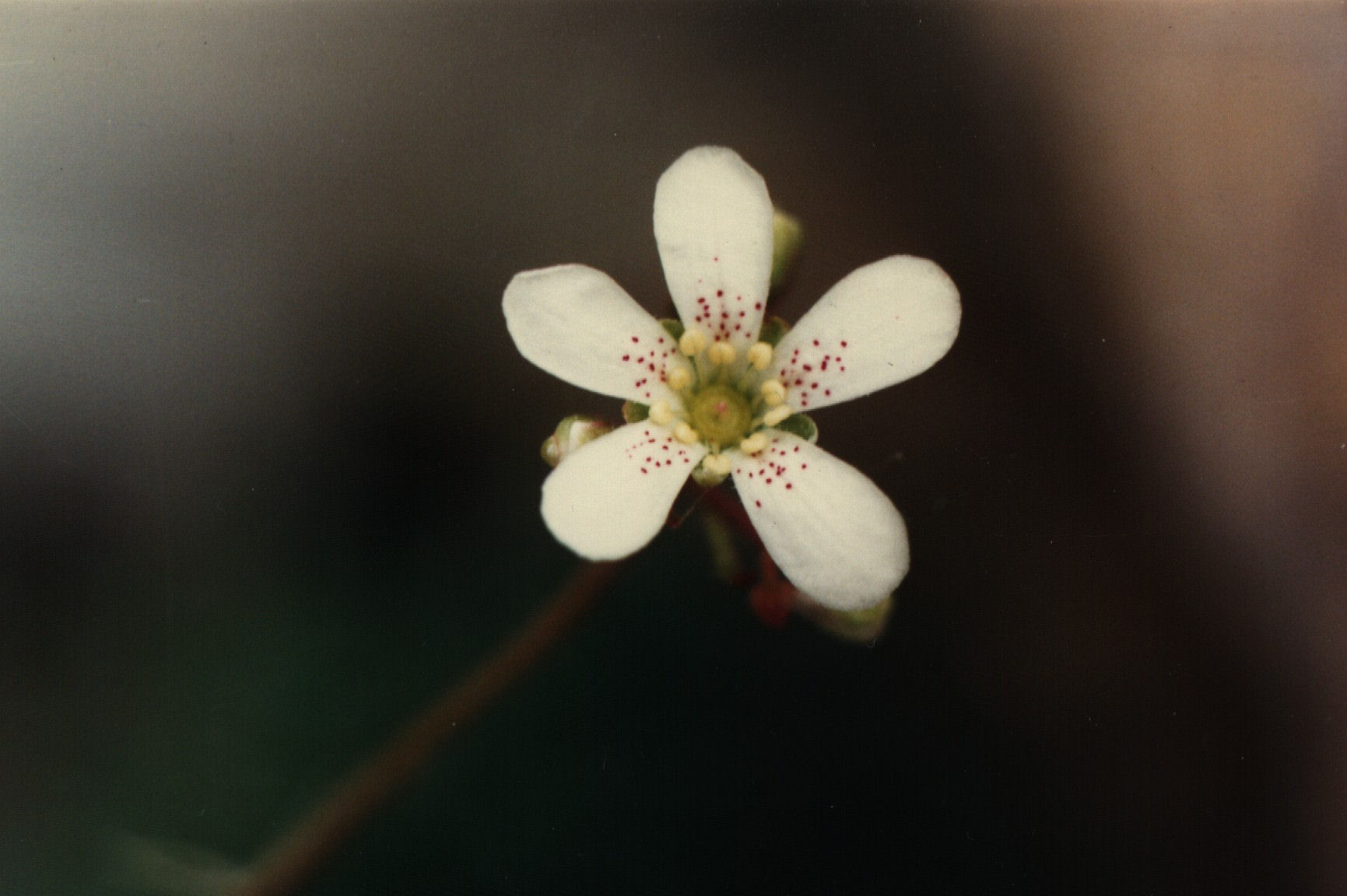 Fiore (ingrandito) di Saxifraga Crustata