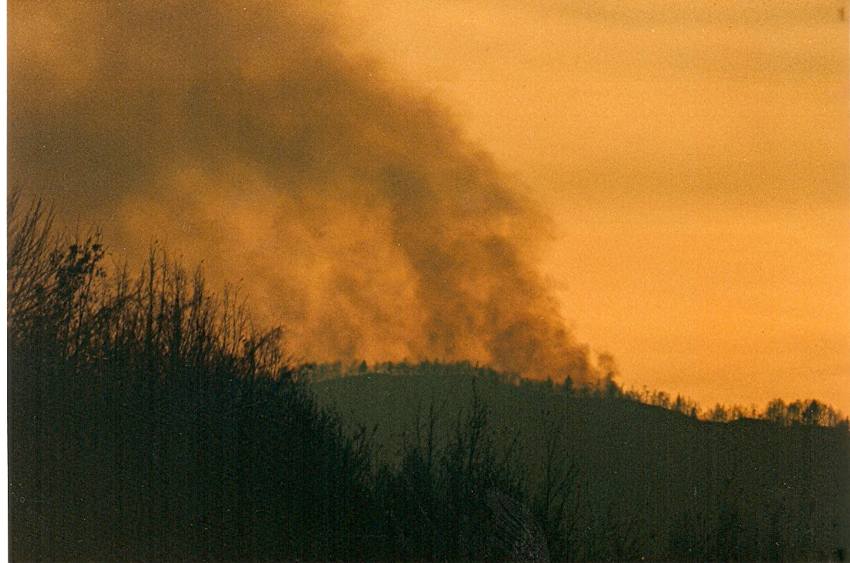 Roncòn, versante ovest; incendio del 1989 Roncòn, versante ovest; incendio del 1989