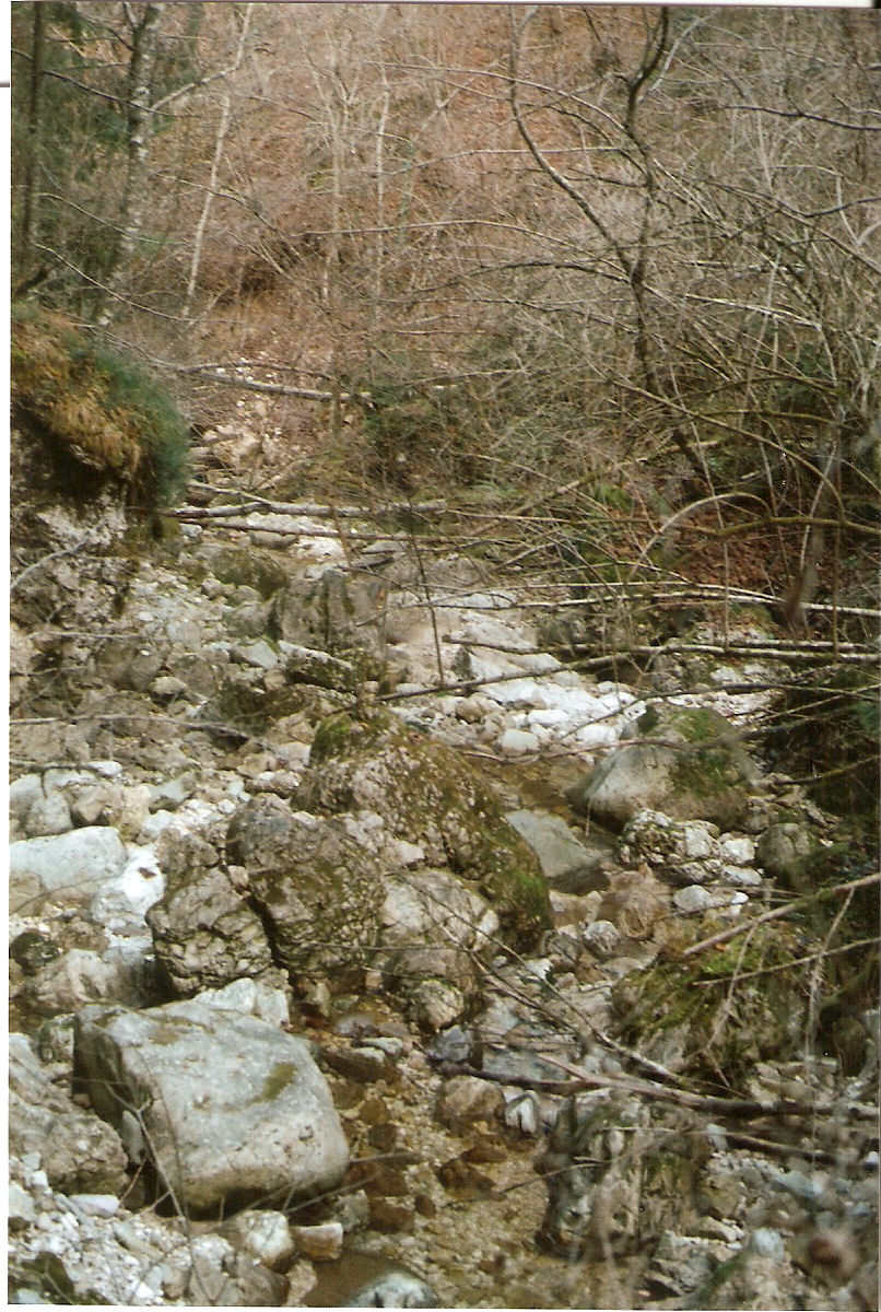 Tronchi che intasano l'alveo del torrente